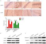 Caspase 12 Antibody in Western Blot (WB)