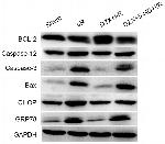 Caspase 12 Antibody in Western Blot (WB)