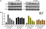 Phospho-VPS34 (Ser676) Antibody in Western Blot (WB)