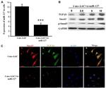 SMAD3 Antibody in Immunocytochemistry (ICC/IF)