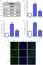 TLR4 Antibody in Western Blot (WB)