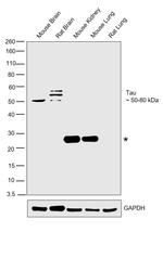 Tau Antibody