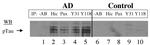 Phospho-Tau (Ser202, Thr205) Antibody in Western Blot (WB)