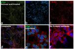 Phospho-Tau (Ser202, Thr205) Antibody