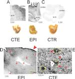 Phospho-Tau (Ser202, Thr205) Antibody in Immunohistochemistry (IHC)