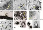 Phospho-Tau (Ser202, Thr205) Antibody in Immunohistochemistry (IHC)