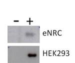 Phospho-Tau (Thr231) Antibody in Western Blot (WB)