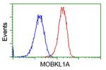 MOBKL1A Antibody in Flow Cytometry (Flow)