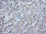 MOBKL1A Antibody in Immunohistochemistry (Paraffin) (IHC (P))