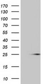 MOBKL1A Antibody in Western Blot (WB)