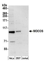 MOCOS Antibody in Western Blot (WB)