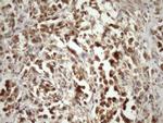 MORF4L1 Antibody in Immunohistochemistry (Paraffin) (IHC (P))