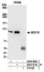 MOV10 Antibody in Western Blot (WB)