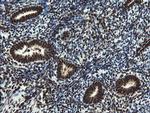 MPI Antibody in Immunohistochemistry (Paraffin) (IHC (P))