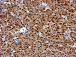 MPI Antibody in Immunohistochemistry (Paraffin) (IHC (P))