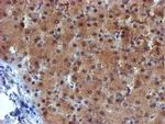 MPI Antibody in Immunohistochemistry (Paraffin) (IHC (P))