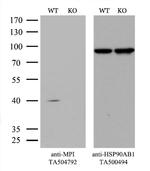 MPI Antibody in Western Blot (WB)