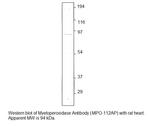 Myeloperoxidase Antibody in Western Blot (WB)