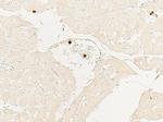 Myeloperoxidase Antibody in Immunohistochemistry (Paraffin) (IHC (P))