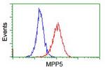 MPP5 Antibody in Flow Cytometry (Flow)