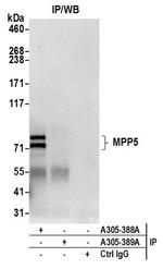 MPP5/Pals1 Antibody in Immunoprecipitation (IP)