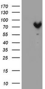 MPP5 Antibody in Western Blot (WB)