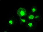 MRI1 Antibody in Immunocytochemistry (ICC/IF)