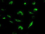 MRI1 Antibody in Immunocytochemistry (ICC/IF)