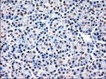 MRI1 Antibody in Immunohistochemistry (Paraffin) (IHC (P))