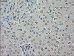 MRI1 Antibody in Immunohistochemistry (Paraffin) (IHC (P))