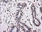 MRI1 Antibody in Immunohistochemistry (Paraffin) (IHC (P))