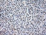 MRI1 Antibody in Immunohistochemistry (Paraffin) (IHC (P))