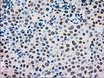 MRI1 Antibody in Immunohistochemistry (Paraffin) (IHC (P))