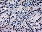 MRI1 Antibody in Immunohistochemistry (Paraffin) (IHC (P))