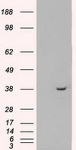 MRI1 Antibody in Western Blot (WB)