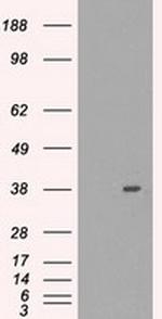 MRI1 Antibody in Western Blot (WB)