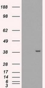 MRI1 Antibody in Western Blot (WB)