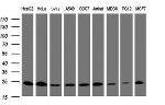 MRPL11 Antibody in Western Blot (WB)