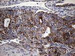 MRPL44 Antibody in Immunohistochemistry (Paraffin) (IHC (P))