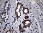 MRPL44 Antibody in Immunohistochemistry (Paraffin) (IHC (P))