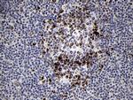 MRPL44 Antibody in Immunohistochemistry (Paraffin) (IHC (P))