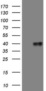 MRPL44 Antibody in Western Blot (WB)