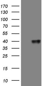 MRPL44 Antibody in Western Blot (WB)