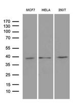 MRPL44 Antibody in Western Blot (WB)