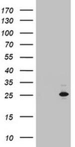 MRPS11 Antibody in Western Blot (WB)