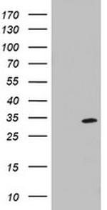 MRPS11 Antibody in Western Blot (WB)