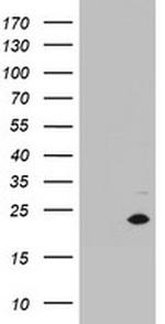 MRPS11 Antibody in Western Blot (WB)