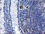 MRPS27 Antibody in Immunohistochemistry (Paraffin) (IHC (P))