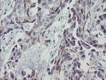 MRPS27 Antibody in Immunohistochemistry (Paraffin) (IHC (P))