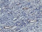 MRPS27 Antibody in Immunohistochemistry (Paraffin) (IHC (P))